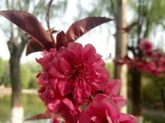 -西安市长乐公园
