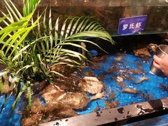 -亚马逊蒸汽活海鲜自助(LCM置汇旭辉广场店)