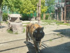 -上海野生动物园老虎餐厅