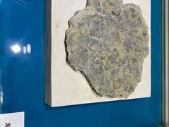 -青岛贝壳博物馆