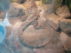 -合肥野生动物园