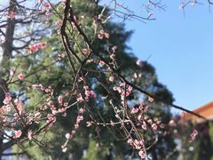 -大理文庙(大理古城)