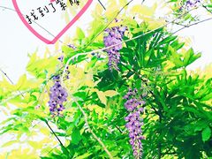 -嘉定紫藤园