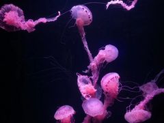 -波塞冬旅游度假区