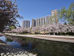 -大望京公园