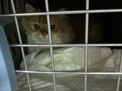 -纳吉亚猫专科动物医院·北北分院