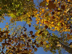 -羊亭河湿地公园