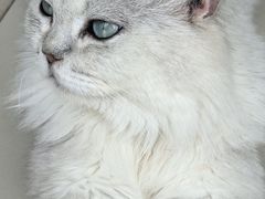 -怪兽屋·羊驼·猫咖·狗咖(俊华广场店)