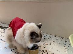 -喵喵咪呀布偶猫咖(春熙路店)