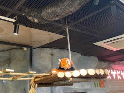 -Zoolung Zoolung动物主题公园(海信广场店)