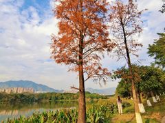 -飞来湖湿地公园