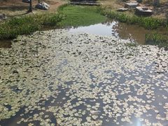 -东莞植物园