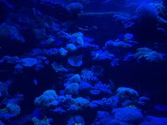 -太平洋海底世界