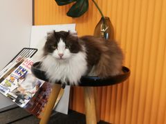 -米宠家·撸猫猫咖小萌宠·猫咪洗澡·猫咪寄养(高新大都荟店)