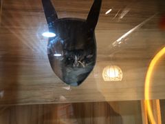 -白兔子密室(长寿路店)