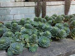 -寂照庵