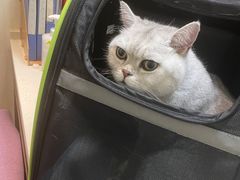 -宠爱国际动物医院· 猫科· 外科·中兽医(长白店)