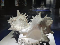-贝壳王国博物馆