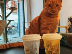 -喵屿·大理花园猫咖