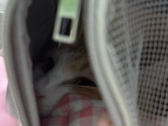 -半岛宠物医院24小时(科华中路店)