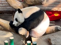 -沈阳森林动物园