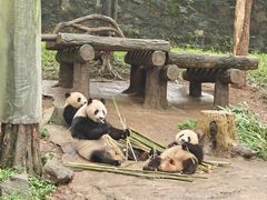 -都江堰中华大熊猫苑