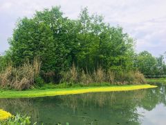 -桤木河湿地公园