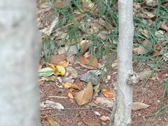 -禹州森林植物园