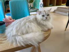 -猫在这儿猫咪咖啡馆·撸猫馆