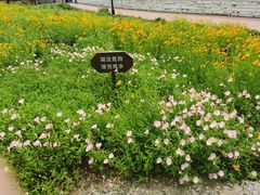 -贡湖湾湿地公园