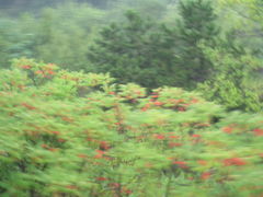 -磬锤峰森林公园