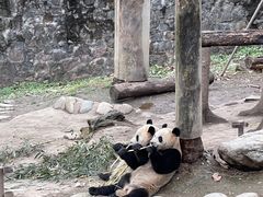 -都江堰中华大熊猫苑
