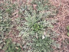 -福缘烤肉王自助(爱琴海-原比尔森店)