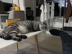 -瑞派·关忠动物医院·猫专科·犬专科(三环新城店)