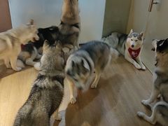 -Husky Go! 哈士奇体验馆·宠物咖啡厅狗咖