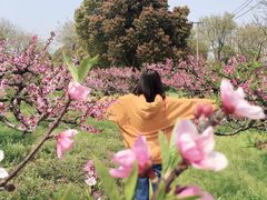 -南汇桃花村