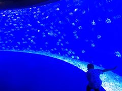 -哈尔滨波塞冬海底世界
