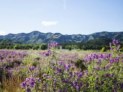 -敕勒川草原文化旅游区