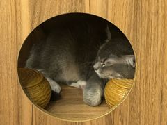 -MOCHA明星猫咖(田子坊店)