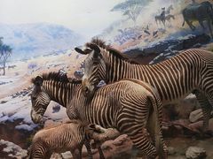 -美国自然历史博物馆