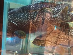 -金翠皇宫粤菜·点心·海鲜(科技园店)