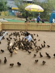 -萌宠亲子动物乐园(槐房万达店)