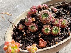 -丽江束河古镇-石莲古寺