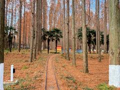 -黄海国家森林公园