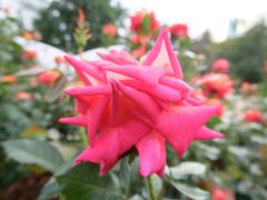 -人民公园(罗湖区)