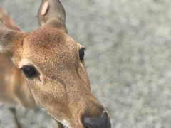 -鹿境梅花鹿生态园区