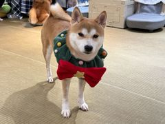 -逗柴咖啡屋·狗咖猫咖宠物桌游