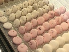 -BLACKSWAN黑天鹅(环球店)