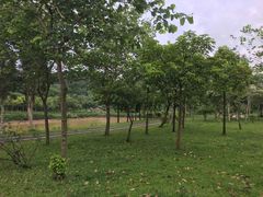 -鹤之洲湿地公园