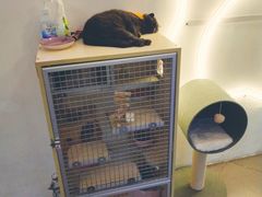 用餐区-有猫主题·治愈系猫咖(曾厝垵店)